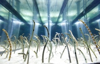 チンアナゴの日