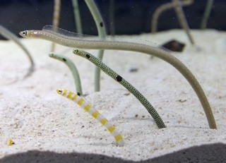 チンアナゴの日