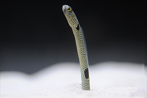 チンアナゴの日