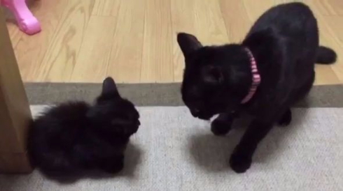 猫 子猫 戦闘力 パンチ タッチ Twitter