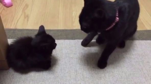 猫 子猫 戦闘力 パンチ タッチ Twitter