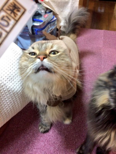 ミラさんおやつで釣れる