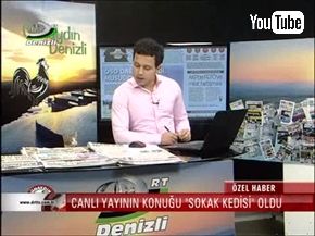 トルコのニュース番組に野良猫乱入。のびのびとくつろぐ