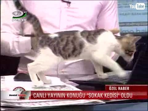 トルコのニュース番組に野良猫乱入。のびのびとくつろぐ