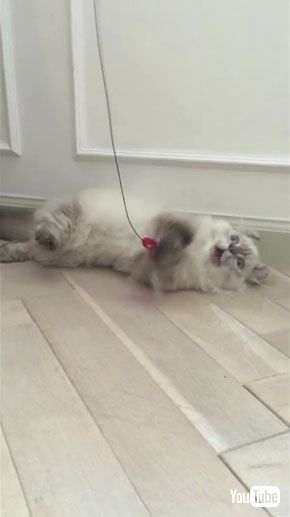 みえみえだっ！