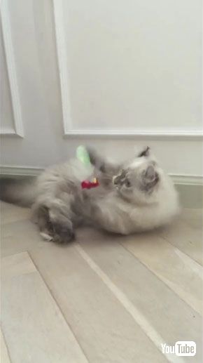 みえみえだっ！