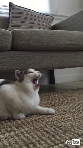 せんとうしなん