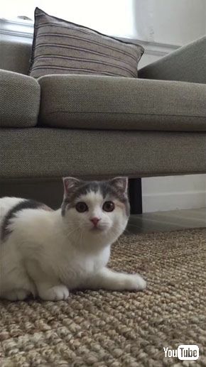 せんとうしなん