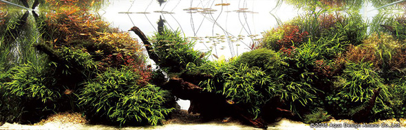 世界水草レイアウトコンテスト アクアデザインアマノ 水槽 水草 2016 受賞作品