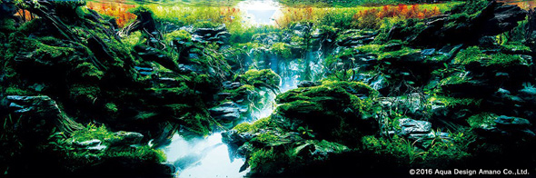 世界水草レイアウトコンテスト アクアデザインアマノ 水槽 水草 2016 受賞作品