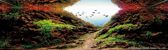 世界水草レイアウトコンテスト アクアデザインアマノ 水槽 水草 2016 受賞作品