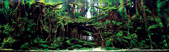 世界水草レイアウトコンテスト アクアデザインアマノ 水槽 水草 2016 受賞作品