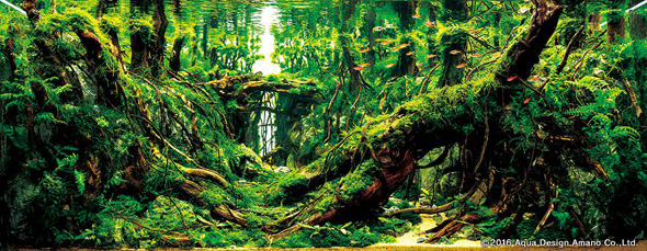 世界水草レイアウトコンテスト アクアデザインアマノ 水槽 水草 2016 受賞作品