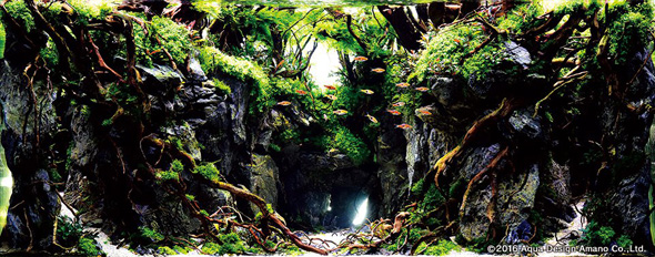 世界水草レイアウトコンテスト アクアデザインアマノ 水槽 水草 2016 受賞作品