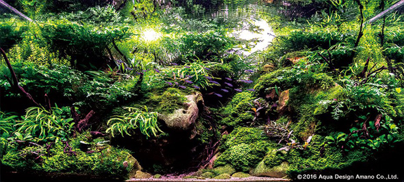 世界水草レイアウトコンテスト アクアデザインアマノ 水槽 水草 2016 受賞作品