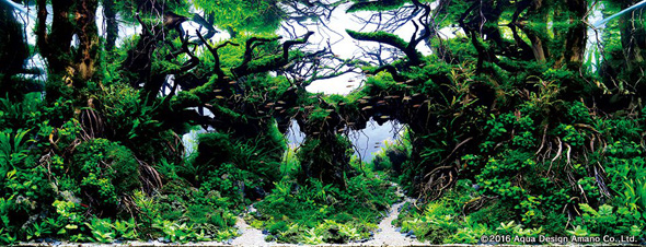 世界水草レイアウトコンテスト アクアデザインアマノ 水槽 水草 2016 受賞作品