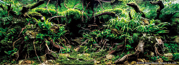 世界水草レイアウトコンテスト アクアデザインアマノ 水槽 水草 2016 受賞作品