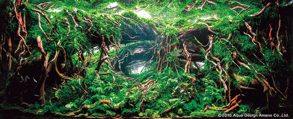 世界水草レイアウトコンテスト アクアデザインアマノ 水槽 水草 2016 受賞作品
