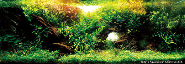 世界水草レイアウトコンテスト アクアデザインアマノ 水槽 水草 2016 受賞作品