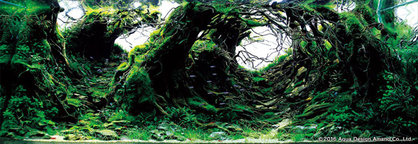 世界水草レイアウトコンテスト アクアデザインアマノ 水槽 水草 2016 受賞作品