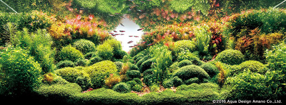 世界水草レイアウトコンテスト アクアデザインアマノ 水槽 水草 2016 受賞作品