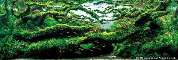 世界水草レイアウトコンテスト アクアデザインアマノ 水槽 水草 2016 受賞作品