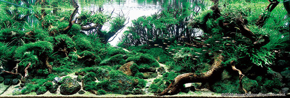 世界水草レイアウトコンテスト アクアデザインアマノ 水槽 水草 2016 受賞作品
