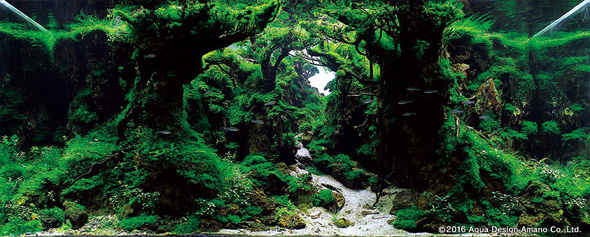 世界水草レイアウトコンテスト アクアデザインアマノ 水槽 水草 2016 受賞作品