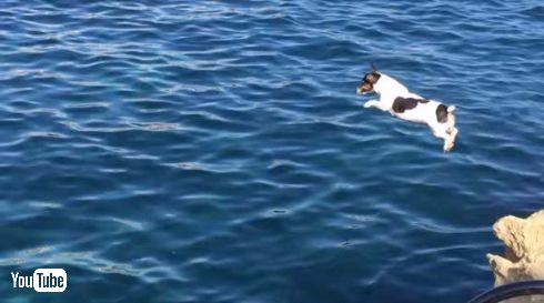 犬 ダイブ 飛び込み マルタ ティッティ Titti