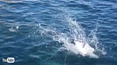 犬 ダイブ 飛び込み マルタ ティッティ Titti