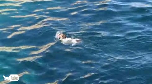 犬 ダイブ 飛び込み マルタ ティッティ Titti