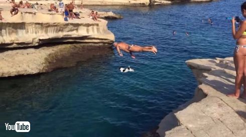 犬 ダイブ 飛び込み マルタ ティッティ Titti