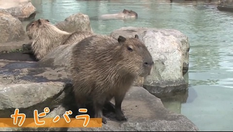 那須どうぶつ王国