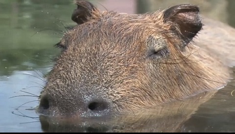 那須どうぶつ王国