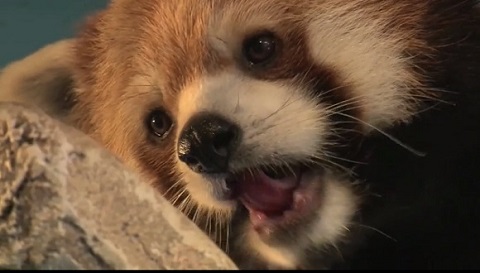 那須どうぶつ王国