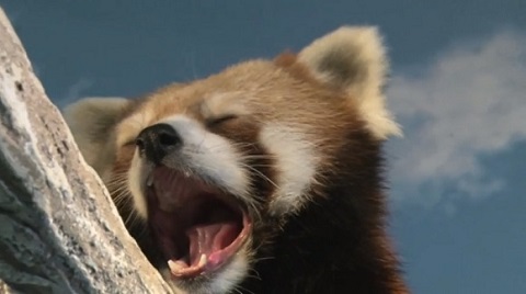 那須どうぶつ王国