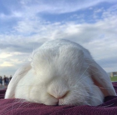 ウサギ