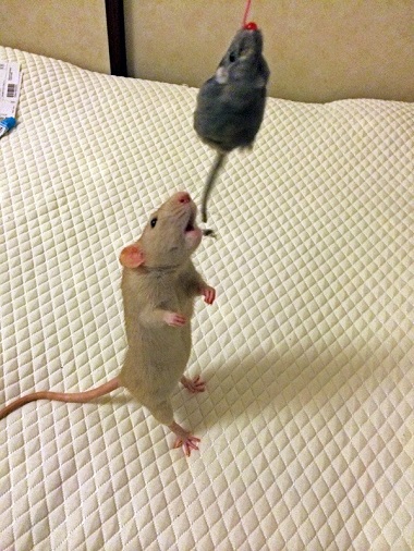 ねとらぼ生物部編集長