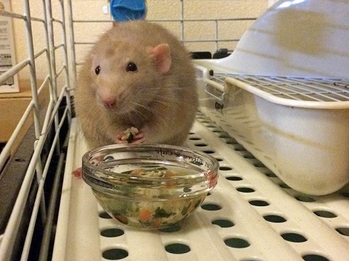 ねとらぼ生物部編集長