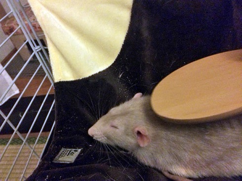 ねとらぼ生物部編集長