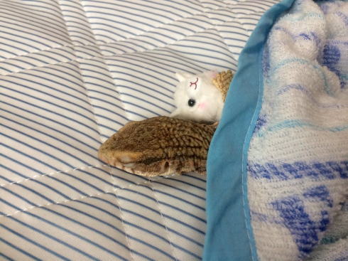 サバンナモニター