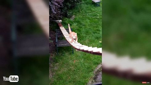 猫 はしご 階段 2階 出入り