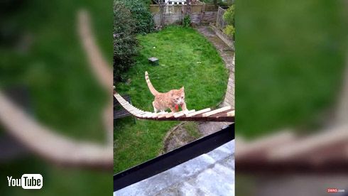 猫 はしご 階段 2階 出入り