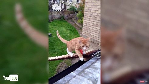 猫 はしご 階段 2階 出入り