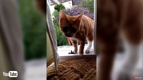 猫 はしご 階段 2階 出入り