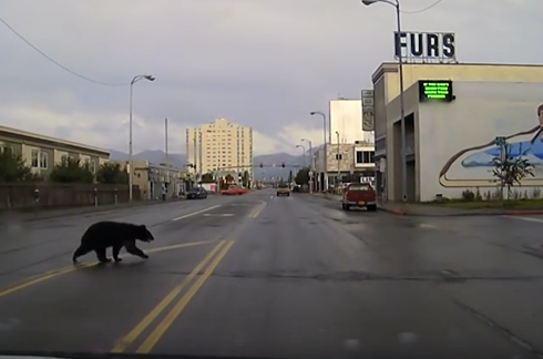 アンカレッジでクマ