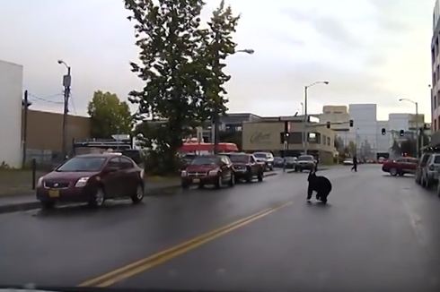 アンカレッジでクマ