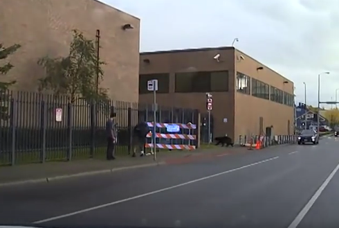 アンカレッジでクマ