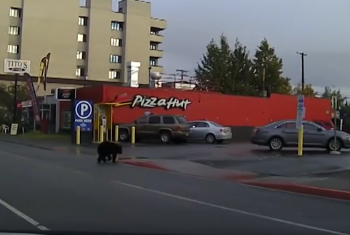 アンカレッジでクマ