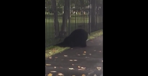 アンカレッジでクマ